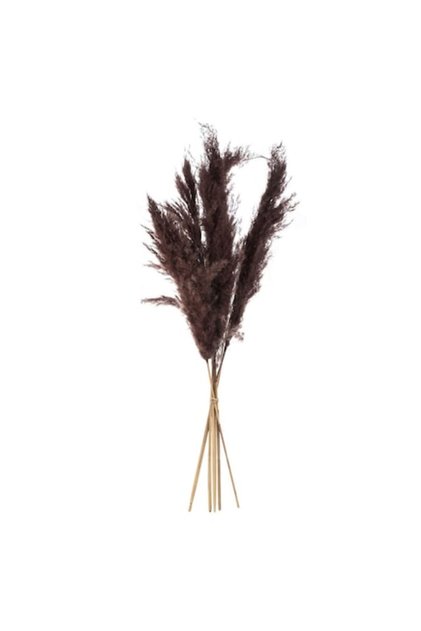 Pene decorative de pampa, model 85cm, maro, set de 5