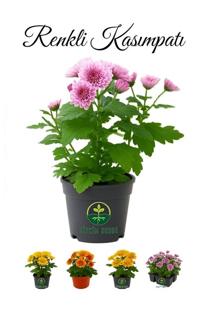 Karışık Renkli Mini Kasımpatı 10–15 cm Saksıda 3 Adet Canlı Pembe Turuncu Sarı Mor