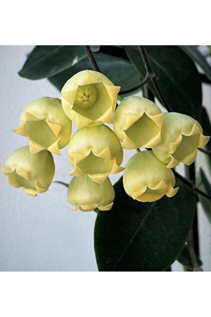 Hoya inflata 花座あり専用 PLANT Hoya İnflata Mum Çiçeği - Fiyatı, Yorumları