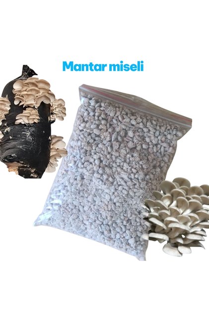 100 Gram İstiridye Mantar Tohumu