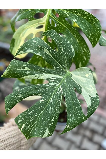 Floryalibotanik Monstera Deliciosa Variegata - Albino Devetaban - Alacal  Devetaban - Fiyat, Yorumlar