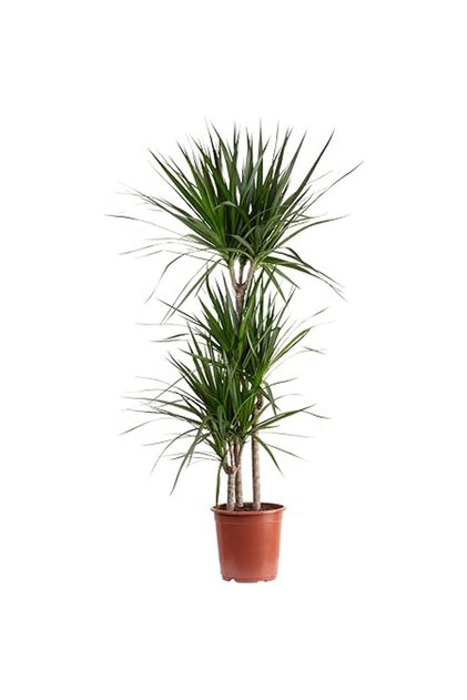 Φυτό Dracaena marginata, ύψος 120-140 cm