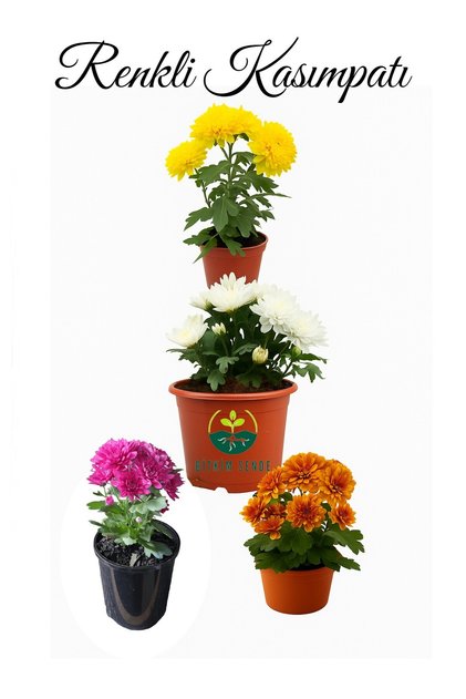 Karışık Mini Kasımpatı 10–15 cm Çok Çiçekli, Canlı Renklerde Dekoratif Bitki