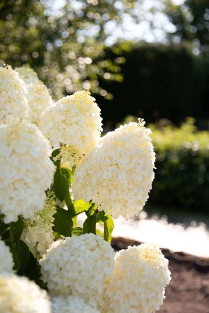 Beyaz Çiçekli Paniculata Ortanca Fidanı 1 yaş saksılı
