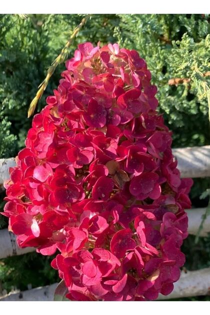 Ağaç Ortanca Paniculata Çiçeği Kırmızı saksılı