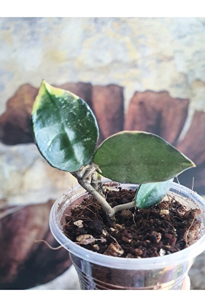 PLANT Hoya Lacunosa Asami Mum Çiçeği - Fiyatı, Yorumları