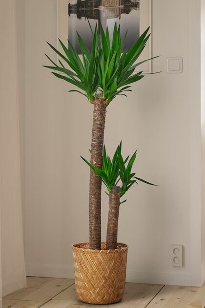 yeşilsera Yucca - Yuka Bitkisi Büyük Boy İki Gövdeli Yucca Avize
