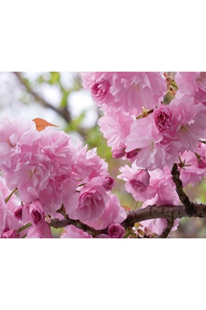 bitkifidan 3 Yaş Sakura (süs Kirazı)-120-150 Cm - Fiyatı, Yorumları