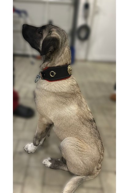 Puppy Kangal Dog Collar 60 cm Genuine Leather