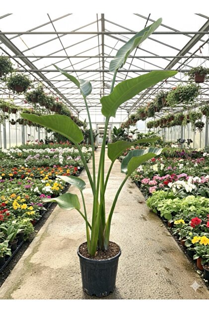 bitkidnyam Dev Starlie (Beyaz Cennet Kuu iei) 2 Kkl Strelitzia  Nicolai 130 - 160 Cm - Fiyat, Yorumlar