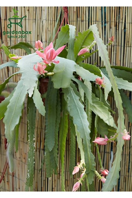 Nura Botanik Pembe Renk Atlas iei 15-25Cm (Epiphyllum) - Fiyat,  Yorumlar