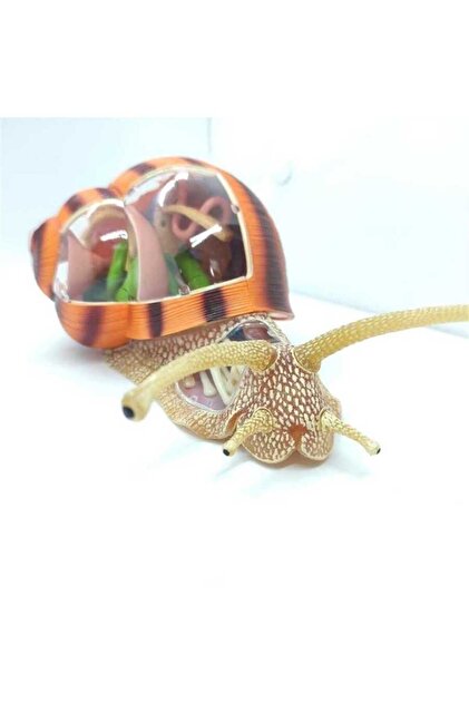4D Master Vision Toy Snail Anatomy Model - Trendyol