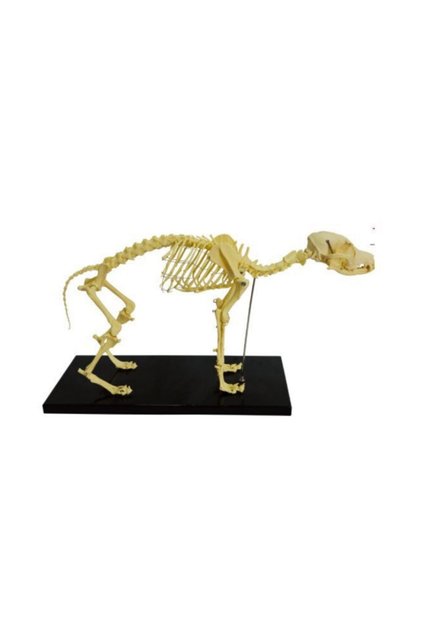 Köpek Iskelet Modeli