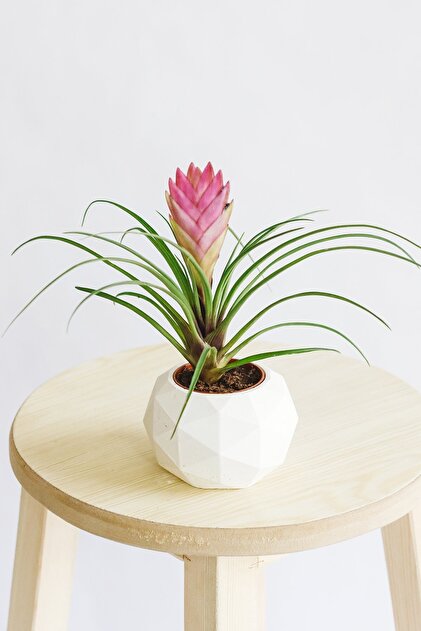 - leonamiana Tillandsia TROPICALS T'S White cyanea ラストTillandsia Single Shop Aquascaping - Aquasabi | M - plant ブロメリア・エアープランツ