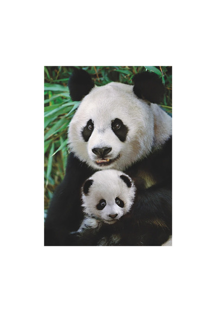 Puzzle - Familia Panda (1000 piese)
