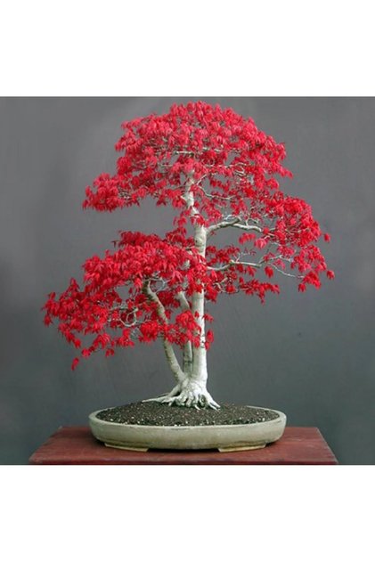 5 Ader Bodur Bonsai Acer Rubrum Ağacı Tohumu Krımızı Akçaağaç Tohumu