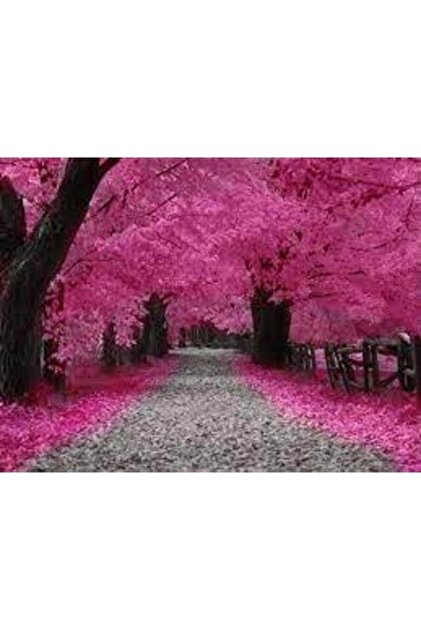 5 Adet Tohum Nadir Bulunan Japon Pembe Sakura Ağacı Tohumu İthal Ağaç Tohumu Hediye Tohumlu
