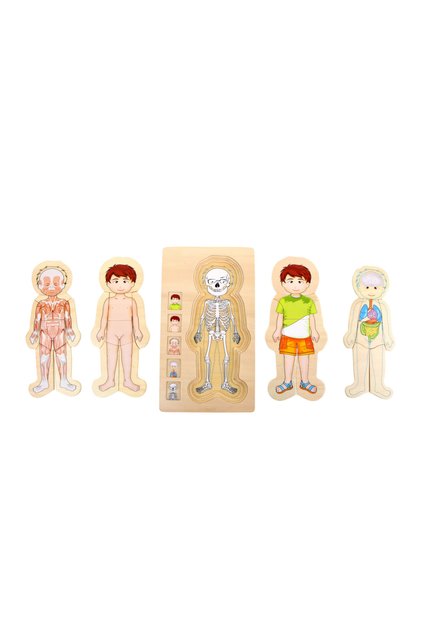 Puzzle din lemn, Anatomia corpului uman, Baiat