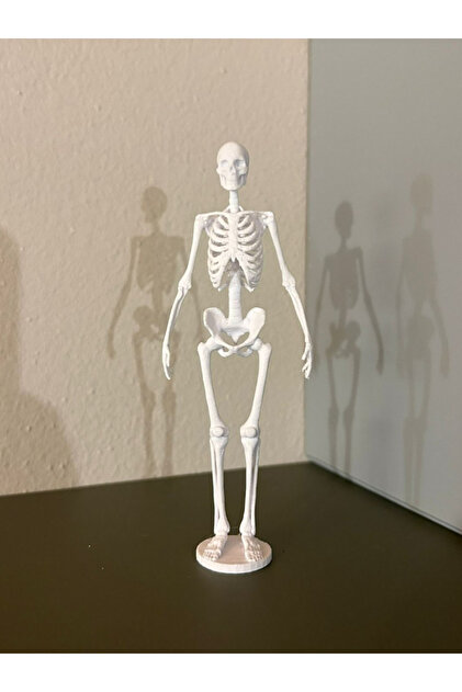İnsan İskeleti Modeli - Biyoloji ve Anatomi Eğitimi için Mükemmel!