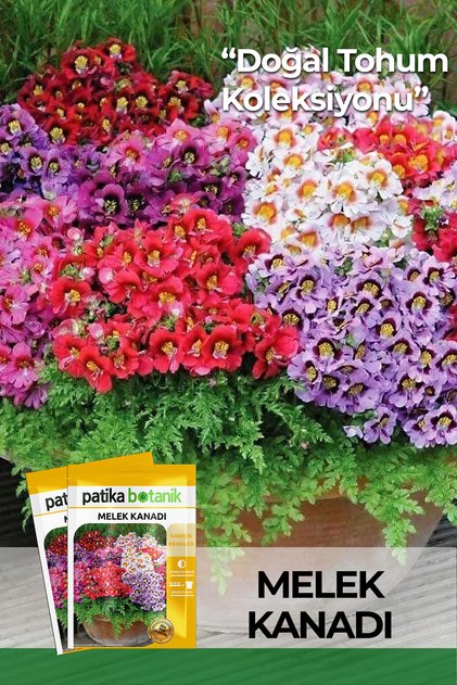 100 Adet Melek Kanadı Çiçek Tohumu (Schizanthus x Wisetonensis)