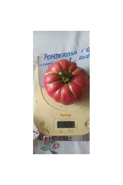 Seminte tomate grase de culoare roz PONDEROSA (1000 sem)