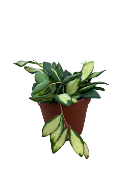 Hoya Burtoniae 'Variegata' (Mum Çiçeği)