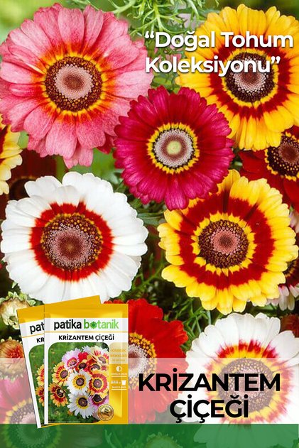 50 Adet Krizantem Çiçeği Tohumu (Chrysanthemum Carinatum Rainbow Mixed)