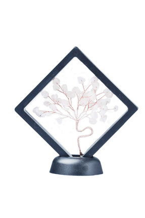 pinus mugo bonsai Mame Pinus Mugo