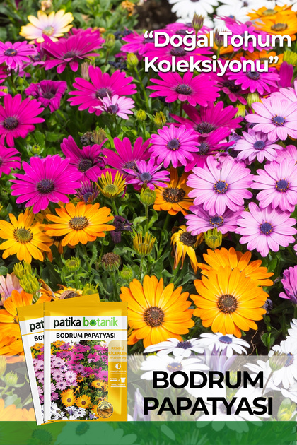 50 Adet Bodrum Papatyası Çiçek Tohumu (Dimorphotheca Sinuata)