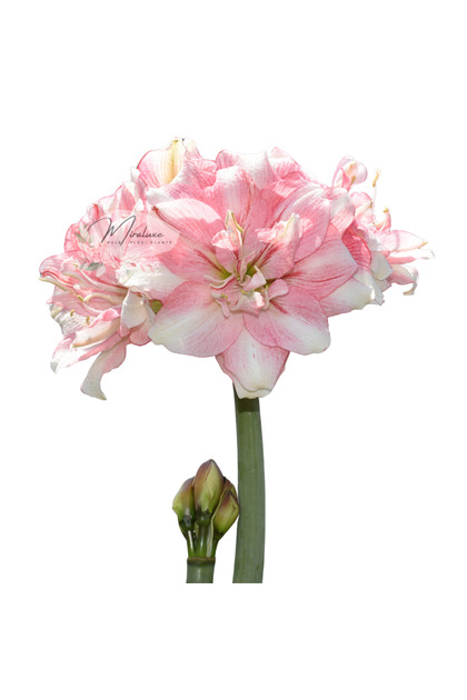 Bulb Amaryllis Tika Disco