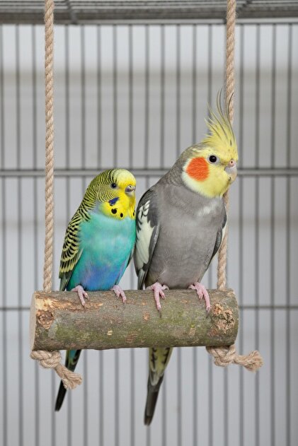 Parrot Bird Swing Perch