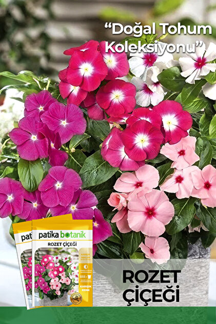 30 Adet Rozet Çiçeği Tohumu (Catharanthus Roseus Dwarf)