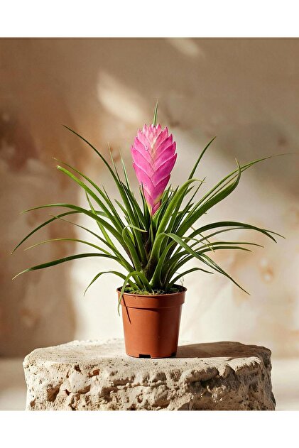 SYNETELLYA Tillandsia Hava Bitkisi Air Plant - Fiyatı, Yorumları