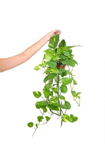 Filodendron Brasil Askılı – Philodendron hederaceum – 15 cm Saksı