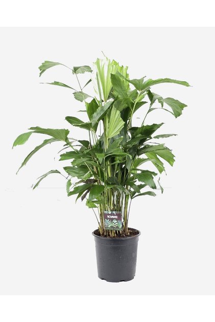 Balık Kuyruğu Palmiyesi – Caryota Mitis 80 cm