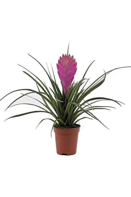 Tillandsia ’Icy Elf’ gardenkoala Hava Bitkisi – Tillandsia 8.5 cm Saksı - Fiyatı, Yorumları