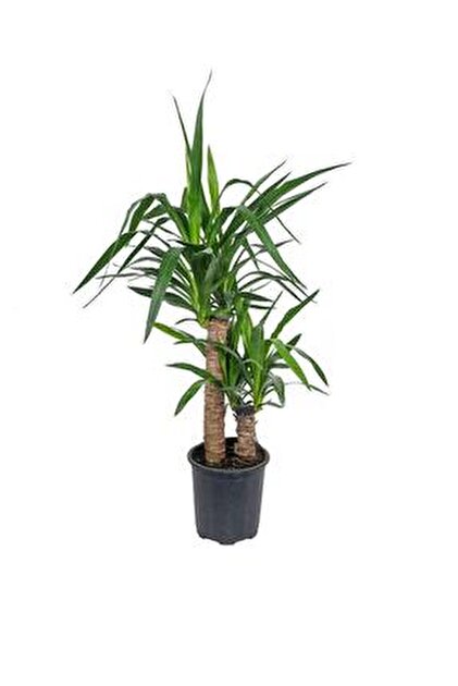 gardenkoala Yuka Bitkisi Tek Gövde – Yucca elephantipes 12 cm