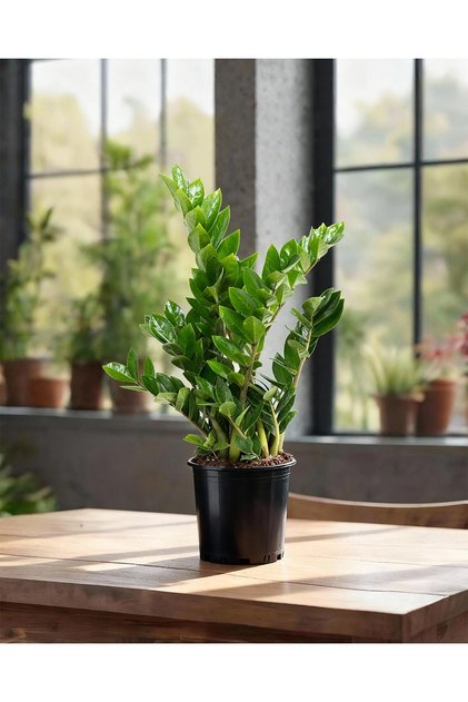 Zamia Bitkisi – Zamioculcas zamiifolia – 12 cm Saksı