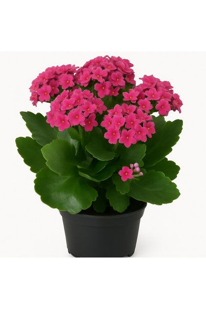 Pembe Renkli Büyük Boy Canlı Kalanchoe Çiçeği - Salon Çiçeği