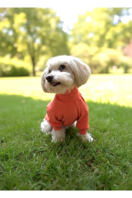 Handmade High-Neck Basic Dog Outfit – Warm, Comfortable, and Stylish Design (for Small and Medium Breeds)