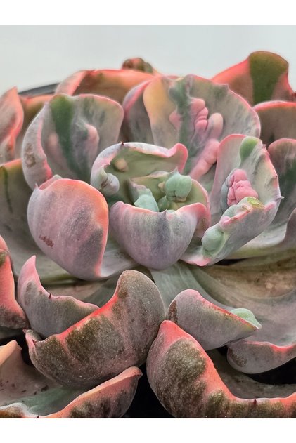 Echeveria Beyonce Variegata İthal Koleksiyonluk Tür Sukulent