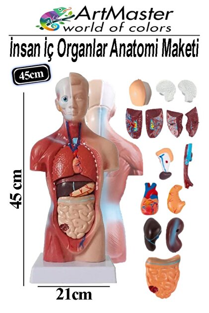 İnsan İç Organları Maketi 45 cm 1 Adet Sök Tak İnsan Anatomi Modeli Tıbbi Model Vücut 15 Parça İnsan
