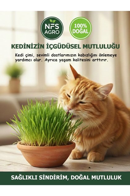 KEDİ ÇİMİ TOHUMU - 500 GR