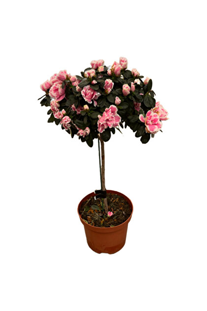 Betonish Rhododendron Indicum 'Pink' (Aelya iei) - Fiyat, Yorumlar