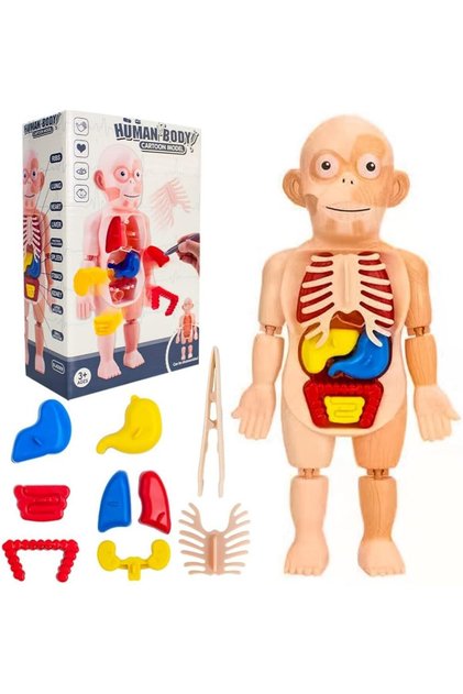 Human Body Parts Assembly Set - 13 Piece Removable Anatomy Model