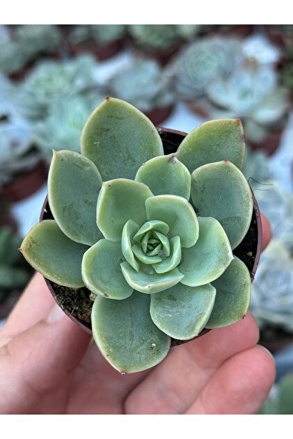 SukuLand Echeveria Silk Veil kore ithal özel tür sukulent 5,5cm