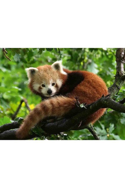 Puzzle Panda Rosu, 500 Piese