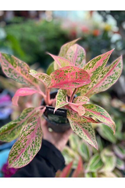Floryalibotanik Aglaonema 'dud Unyamanee' Renkli  Mekan Salon Bitkisi