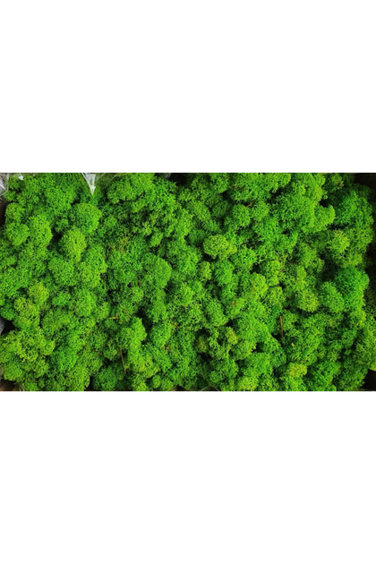 Licheni naturali stabilizați, 250gr, may green