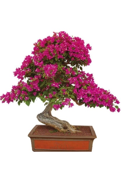 prestijiseed Bodur Bonsai Begonvil Aac Tohumu 5 Adet Tohum - Fiyat,  Yorumlar